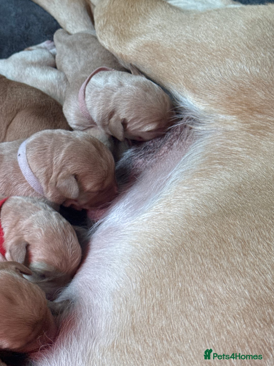 Labrador Retriever dogs for sale: Labrador puppy for Christmas? Dog for life - Image 16