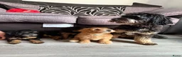 Maltipoo dogs for sale: Maltipoo puppies - Advert 2