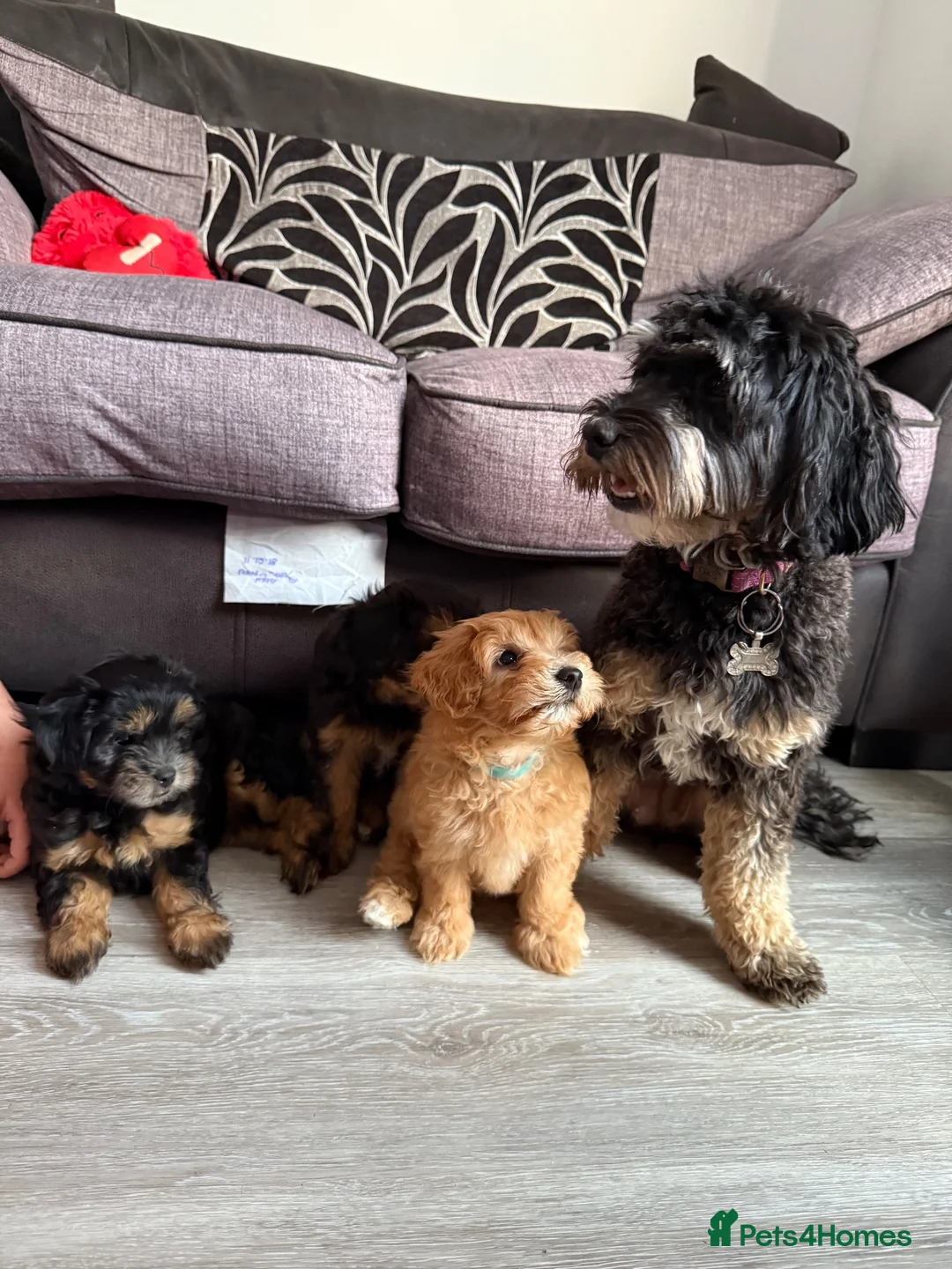 Maltipoo dogs for sale: Maltipoo puppies - Advert 2