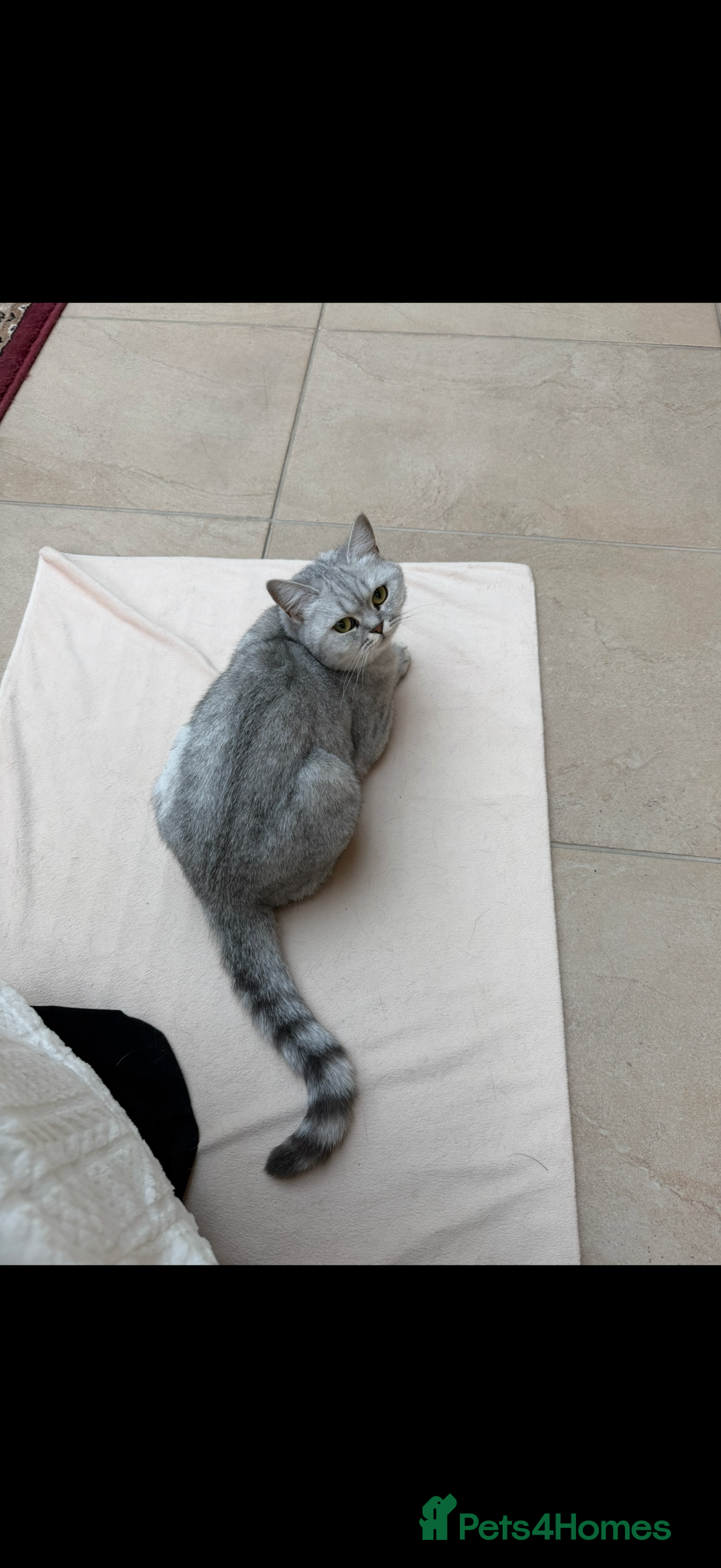 British Shorthair cats for sale: Beautiful TICA registered British shorthair - Advert 4