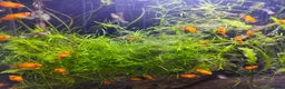 Mollies fish for sale: Platies and Guppies all babies ready to go - Advert 2