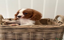 Cavalier King Charles Spaniel dogs for sale: Stunning Cavalier King Charles Spaniel Puppies  in Stafford - Image 3