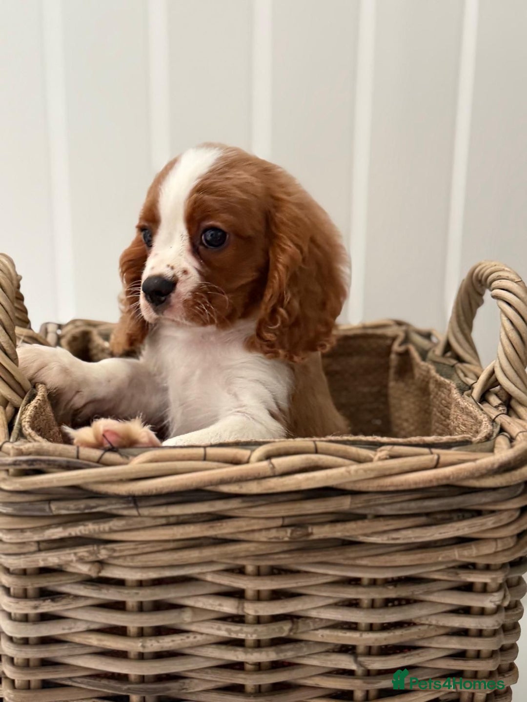 Cavalier King Charles Spaniel dogs for sale: Stunning Cavalier King Charles Spaniel Puppies  in Stafford - Image 3