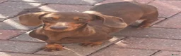 Miniature Dachshund dogs for sale: Miniature Dachshund Puppies - Advert 3