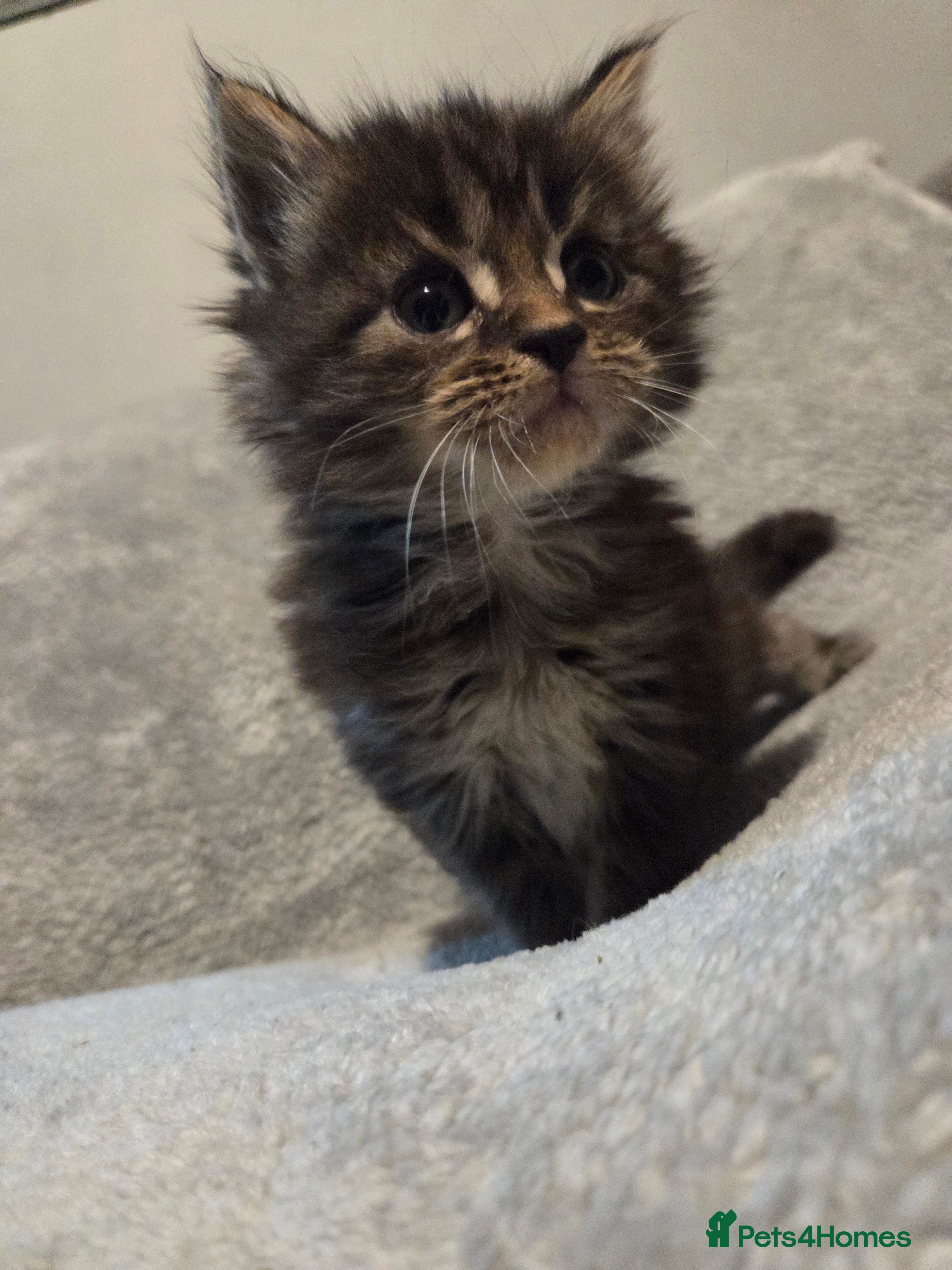 Maine Coon cats TICA registered MaineCoons 😸  - Advert 2
