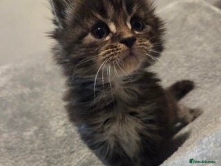 Maine Coon cats TICA registered MaineCoons 😸 - Advert 14