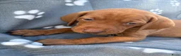 Hungarian Vizsla dogs for sale: Beautiful KC Reg Hungarian Vizsla Puppies - Advert 34