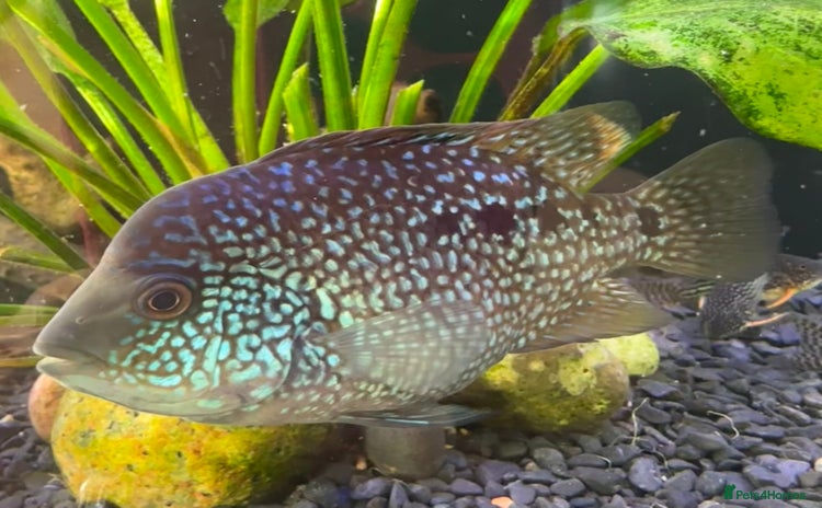 Other/Mixed Breed fish - Advert 11