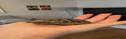 Tortoise reptiles for sale: Western Dwarf Herman Tortoise - Advert 2