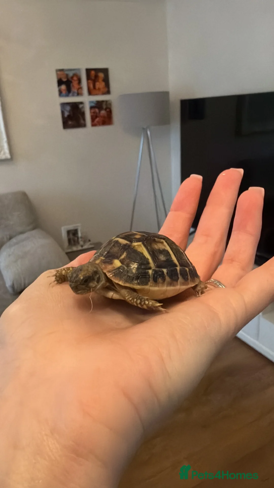 Tortoise reptiles for sale: Western Dwarf Herman Tortoise - Advert 2