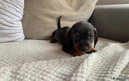 Dachshund dogs for sale: 🌈🌈rainbow litter 🌈🌈 - Image 19