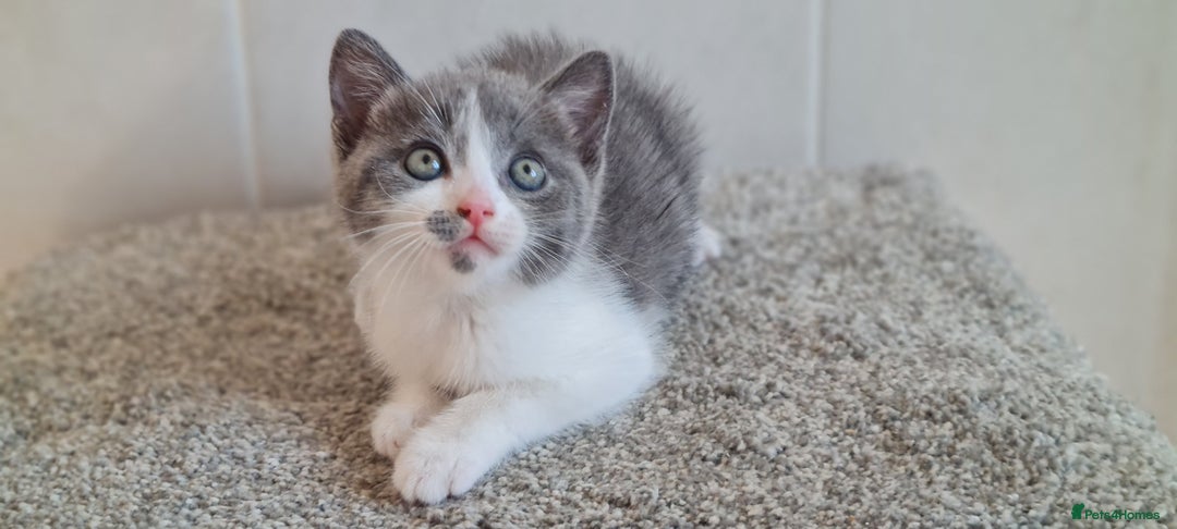 British Shorthair cats for sale: British Blue shorthair, Lilac, Colorpoint Kittens - Image 7