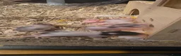 Hamster rodents for sale: 12 baby Syrian Hamsters  - Advert 3