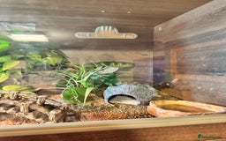 Leopard Gecko reptiles for sale: Leopard gecko with full enclosure  - Advert 10