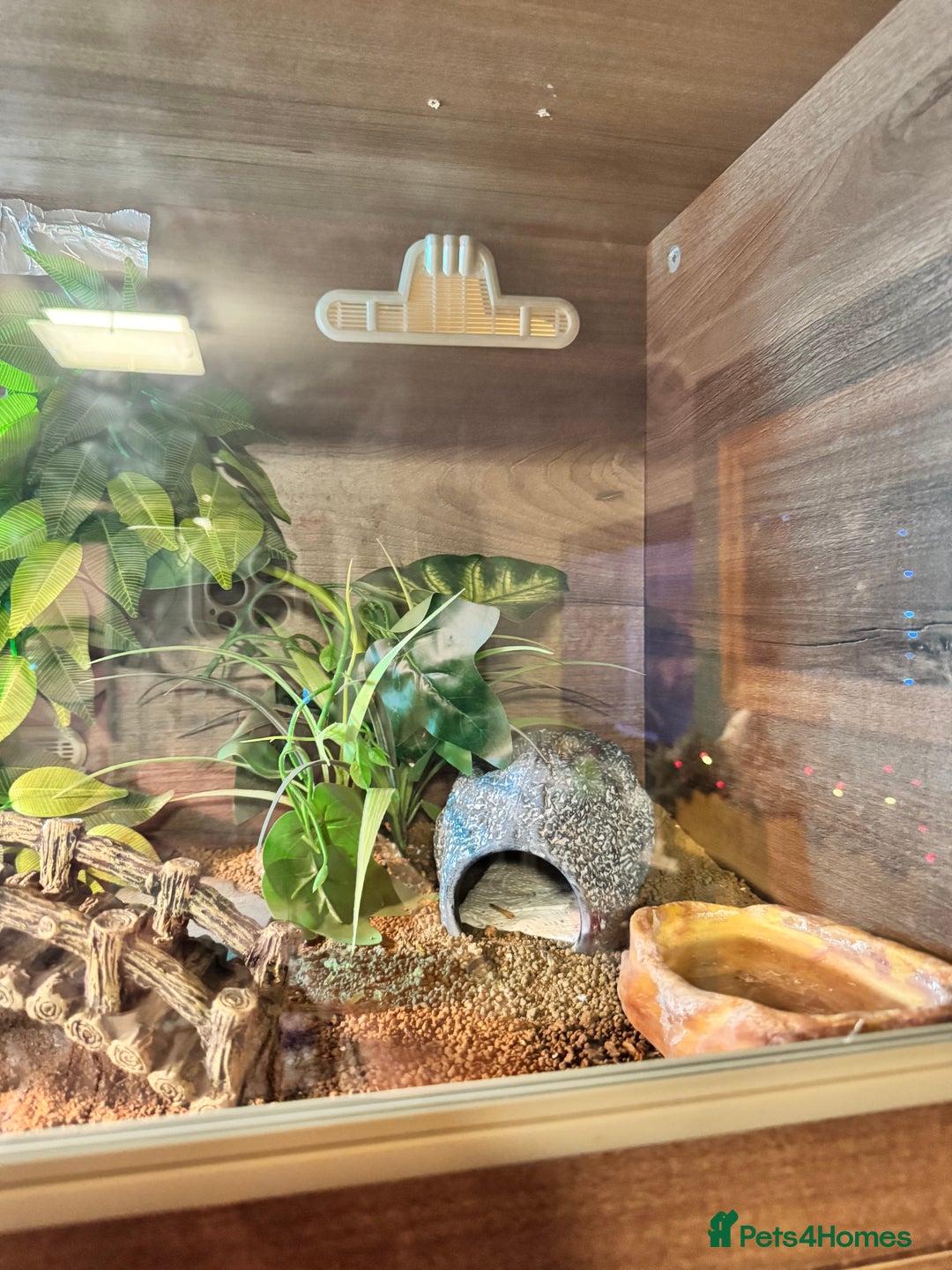 Leopard Gecko reptiles for sale: Leopard gecko with full enclosure  - Advert 10