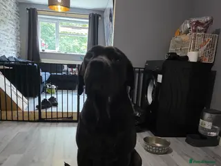 Cane Corso dogs Female cane corso tahlia - Advert 1