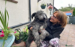 Mixed Breed dogs for adoption: Meet PERCY - a Lovely Boy for a Loving Home - Image 1
