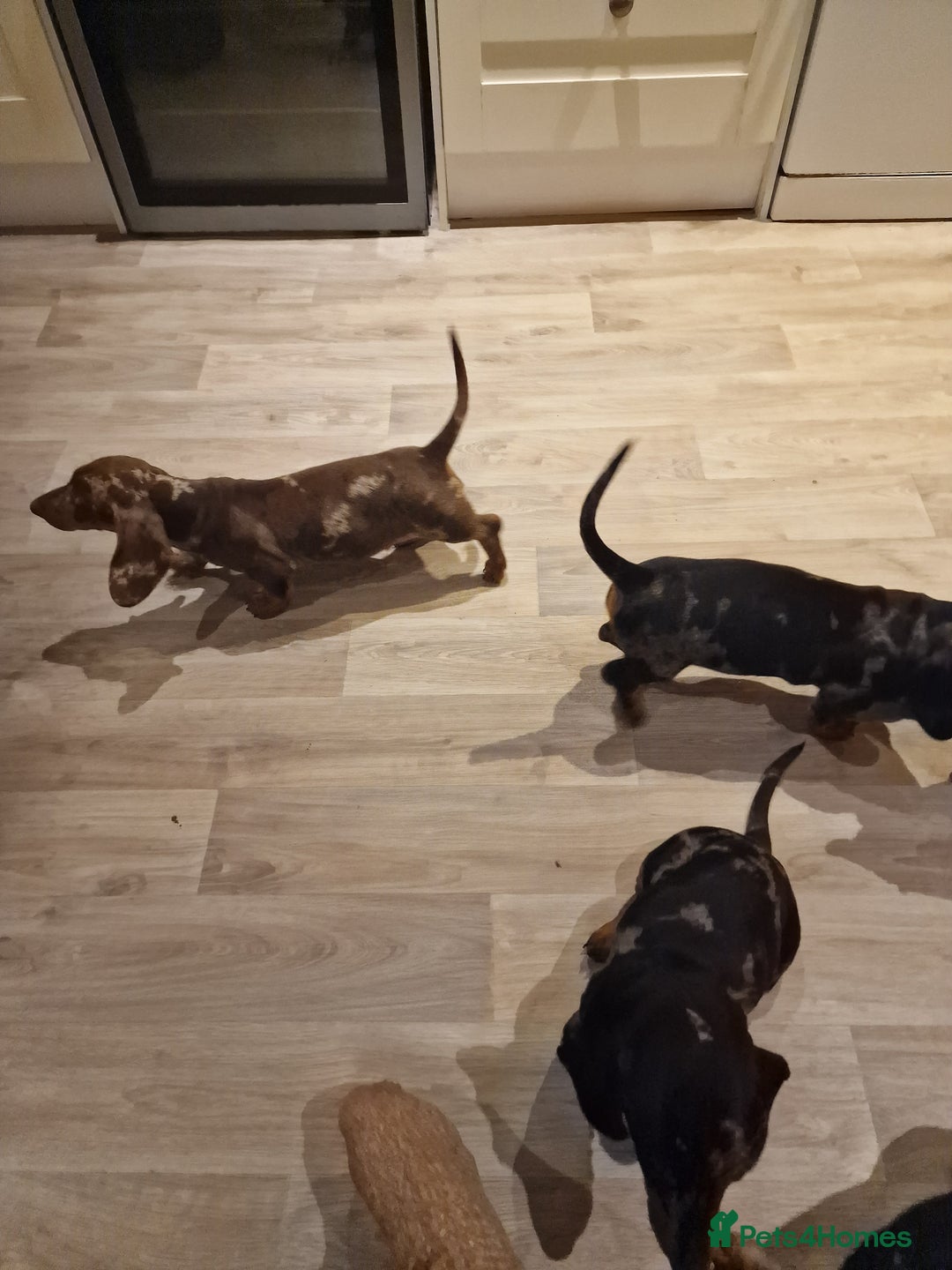 Dachshund dogs for sale: Standard Dachshund Show-quality Puppies - Image 17