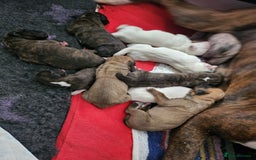 Boxer dogs for sale:  Only 2 girls left... 🥰 - Image 7