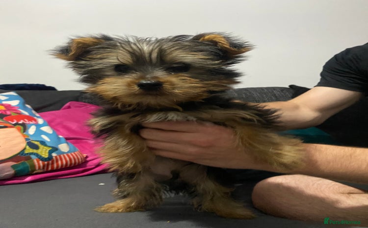 Yorkshire Terrier dogs - Advert 6