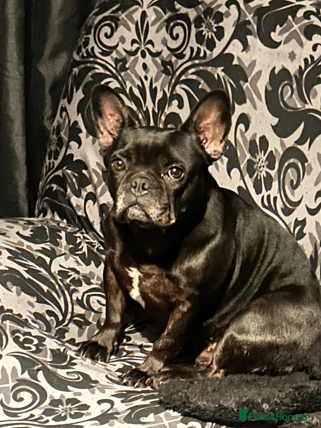 French Bulldog dogs for sale: Beautiful French Bulldog in Brierley Hill - Advert 4