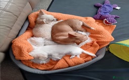 Chihuahua dogs for sale: Little white girl chihuahua  - Image 6