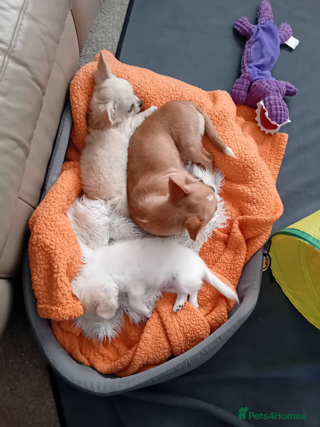 Chihuahua dogs for sale: Little white girl chihuahua  - Image 6