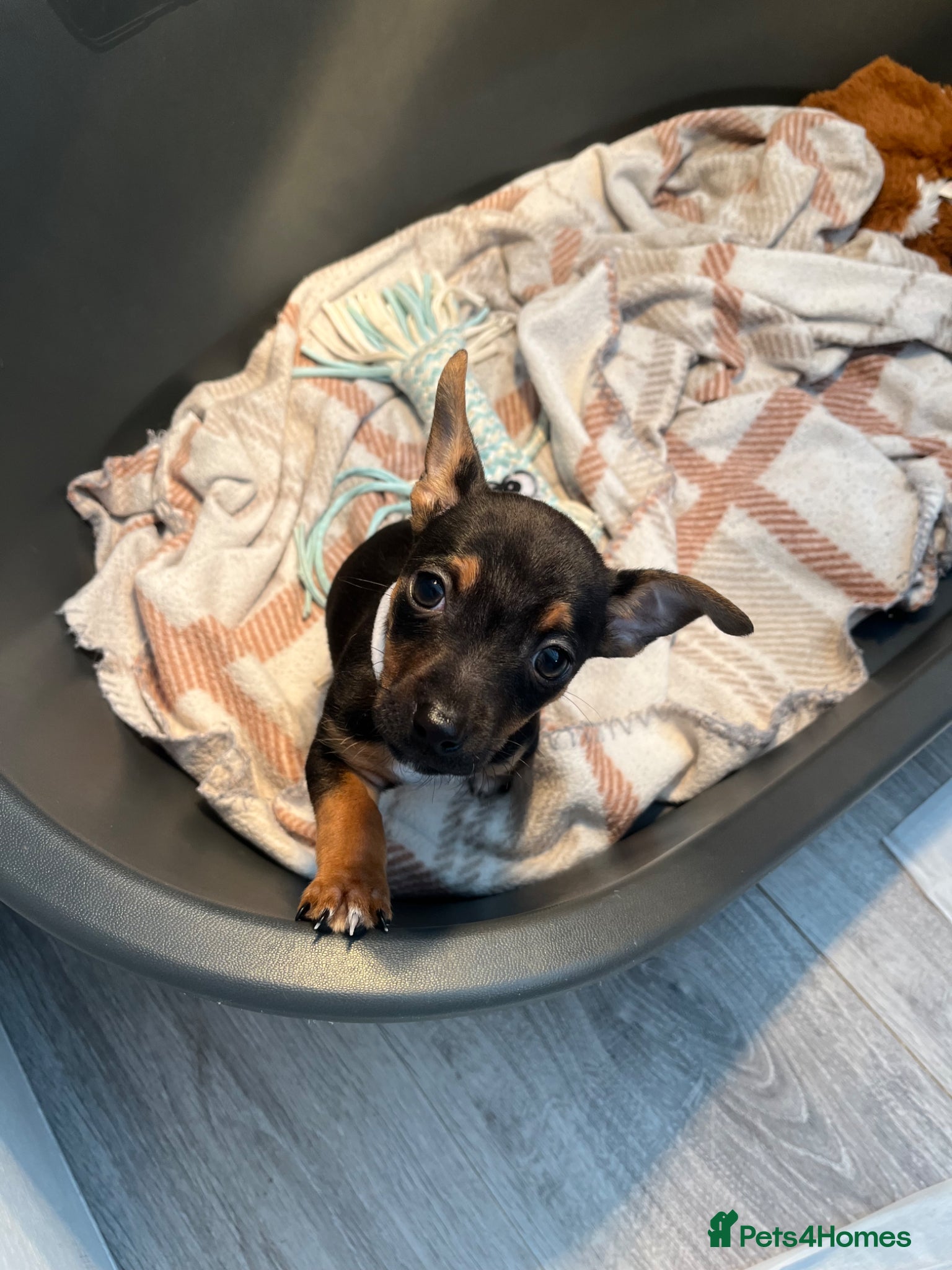 Jack Russell dogs 2 boys Jackrussle puppies - Advert 2