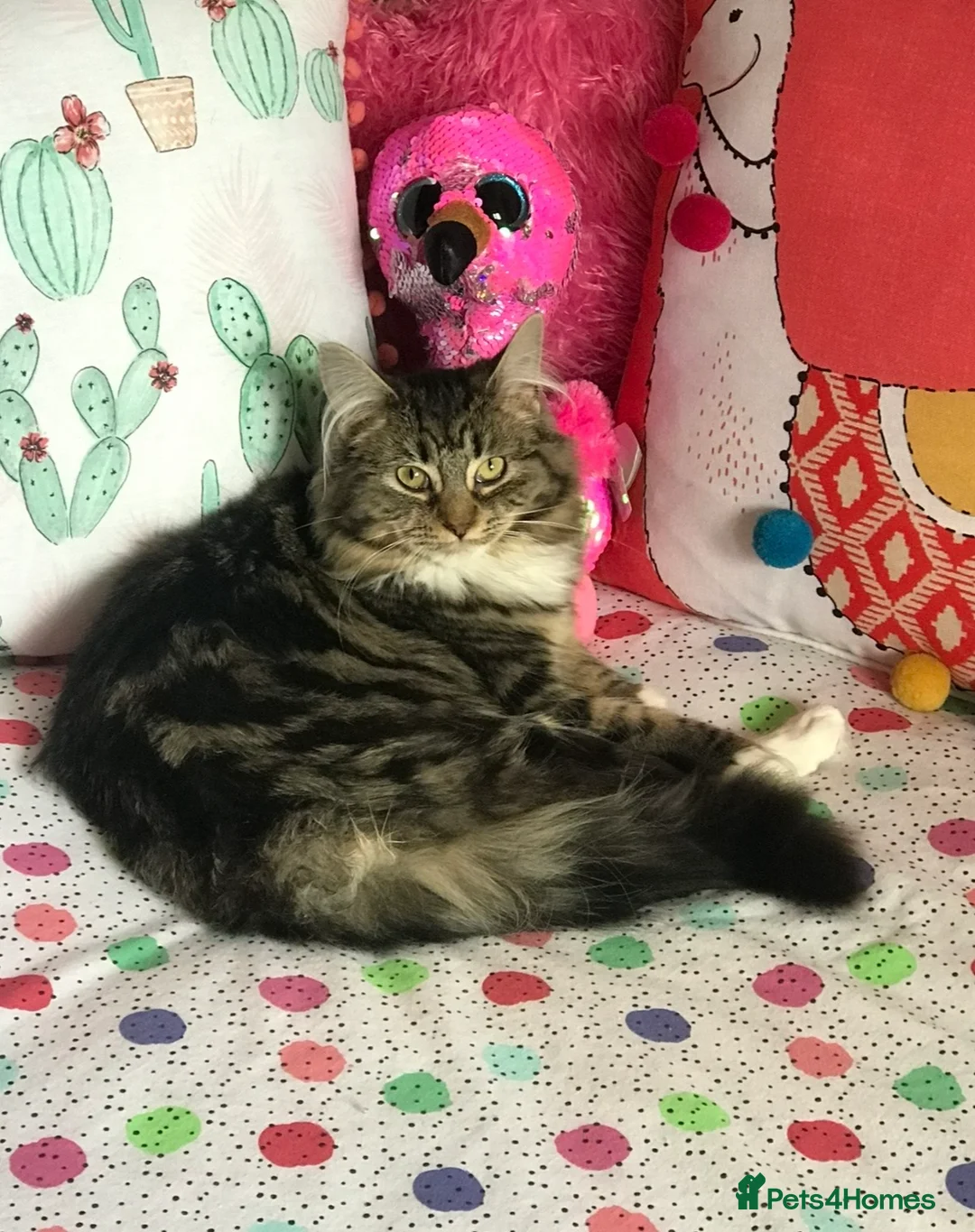 Mixed Breed cats for sale: Maine Coon Cross Kitten  - Advert 8