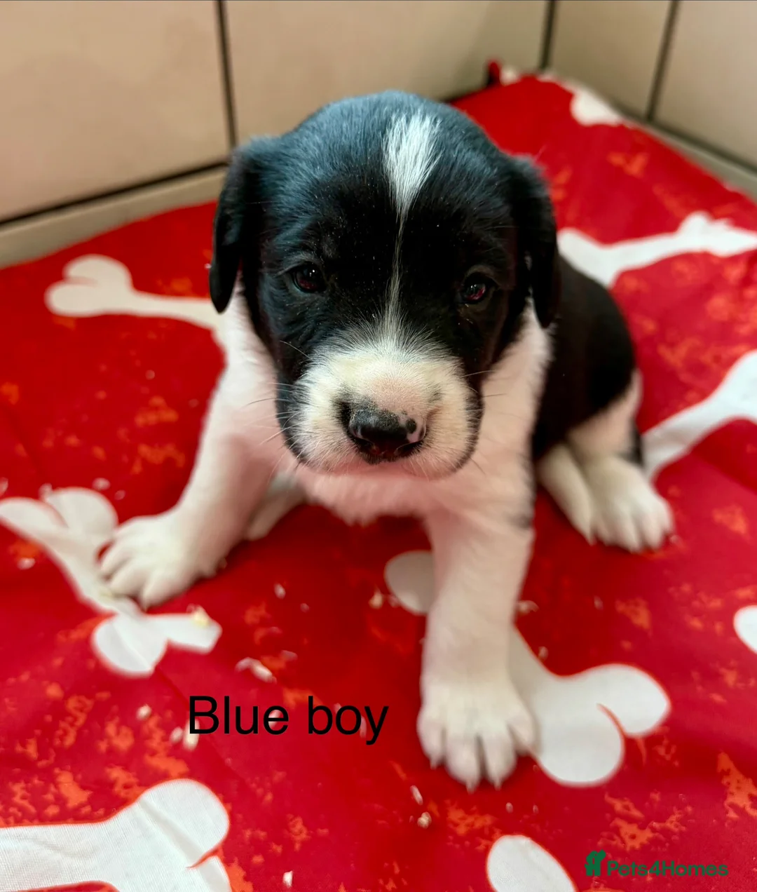 Sprollie dogs for sale: Sprollie puppies-Experienced licensed breeder  - Advert 15