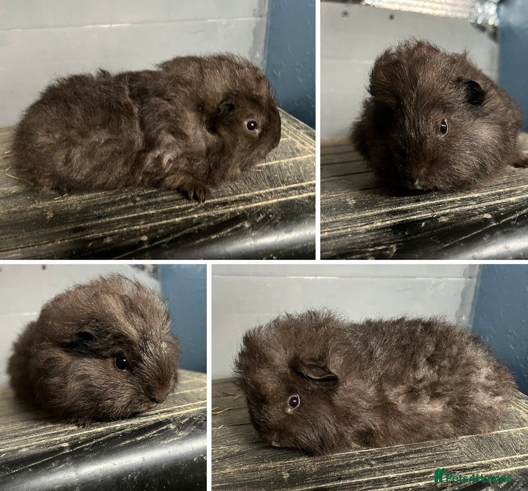 Guinea Pig rodents for sale: Guinea Pig Swiss and Lunkarya Boars  - Image 4