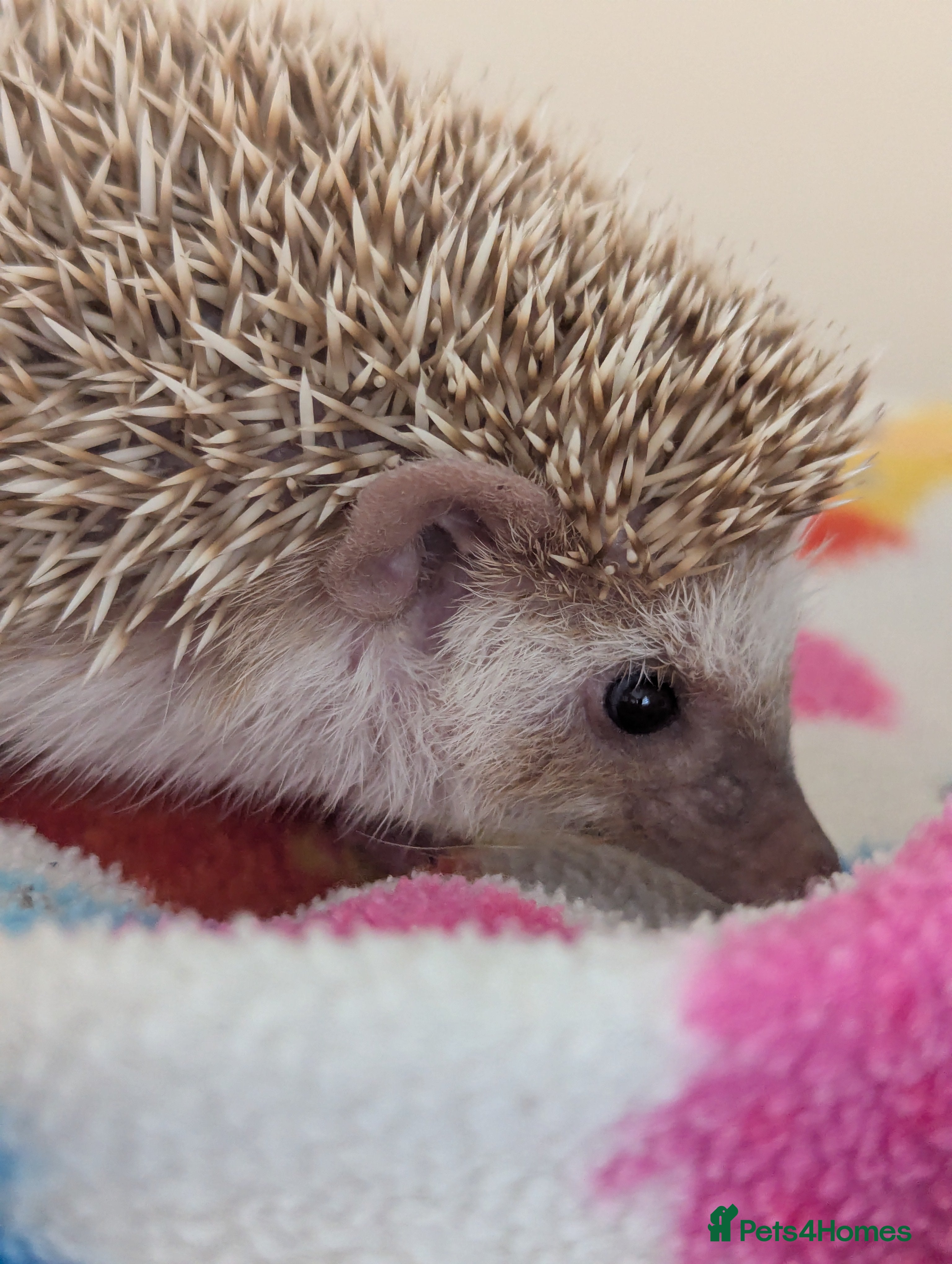 Pygmy Hedgehog rodents Milligan is looking for a 5* home - Advert 1