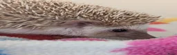 Pygmy Hedgehog rodents for sale: Milligan is looking for a 5* home/ Rehomed Now - Advert 1