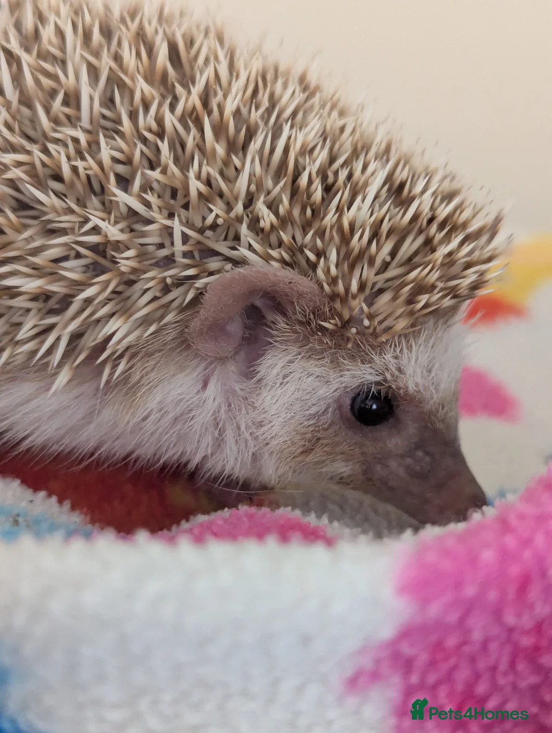 Pygmy Hedgehog rodents for sale: Milligan is looking for a 5* home/ Rehomed Now - Advert 1