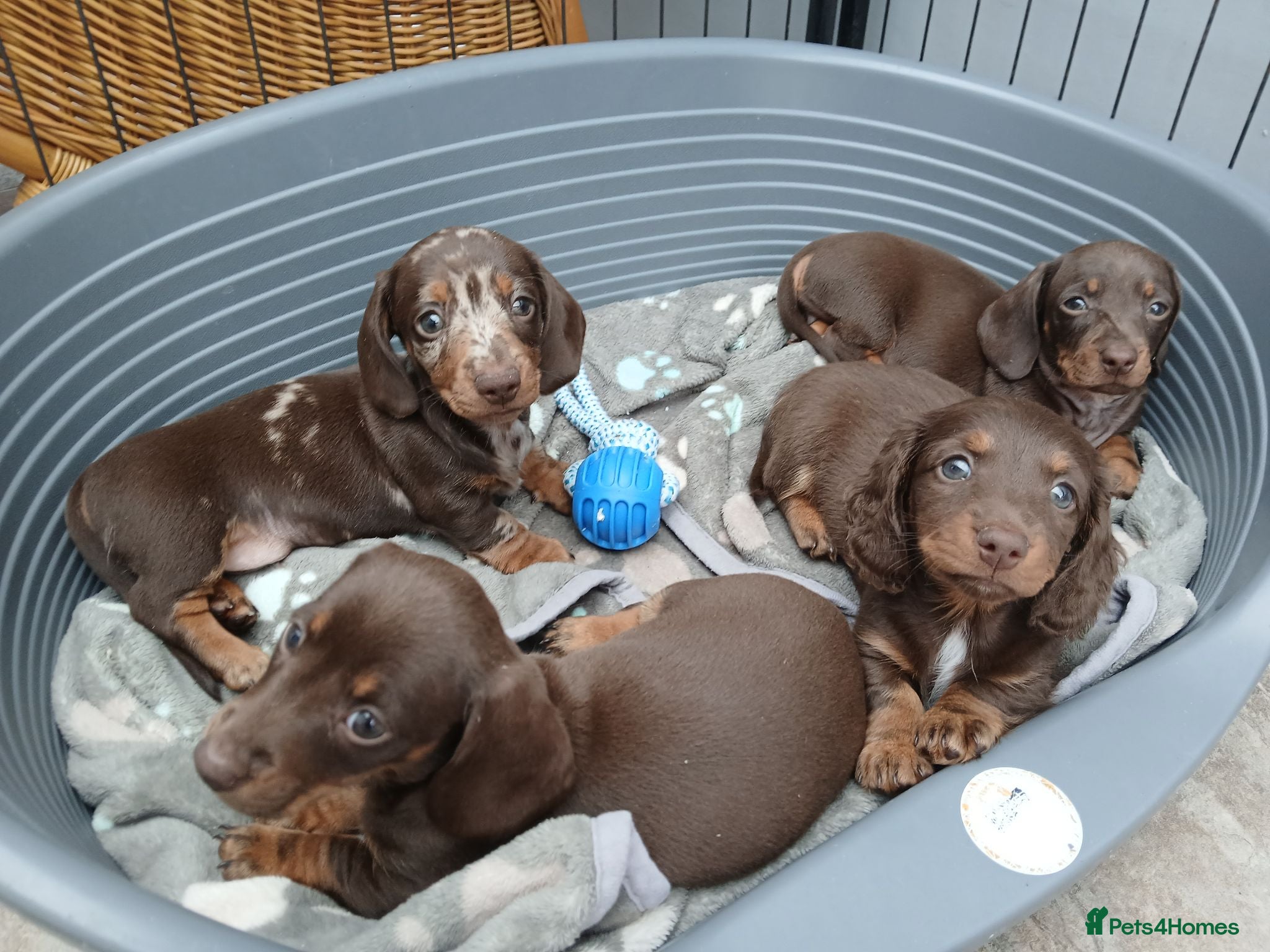 Miniature Dachshund dogs Miniature dachshund puppies  - Advert 1