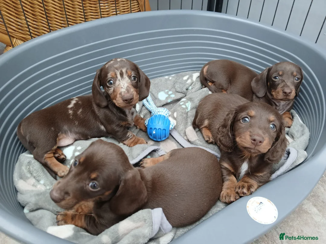 Miniature Dachshund dogs for sale: Miniature dachshund puppies  - Advert 1