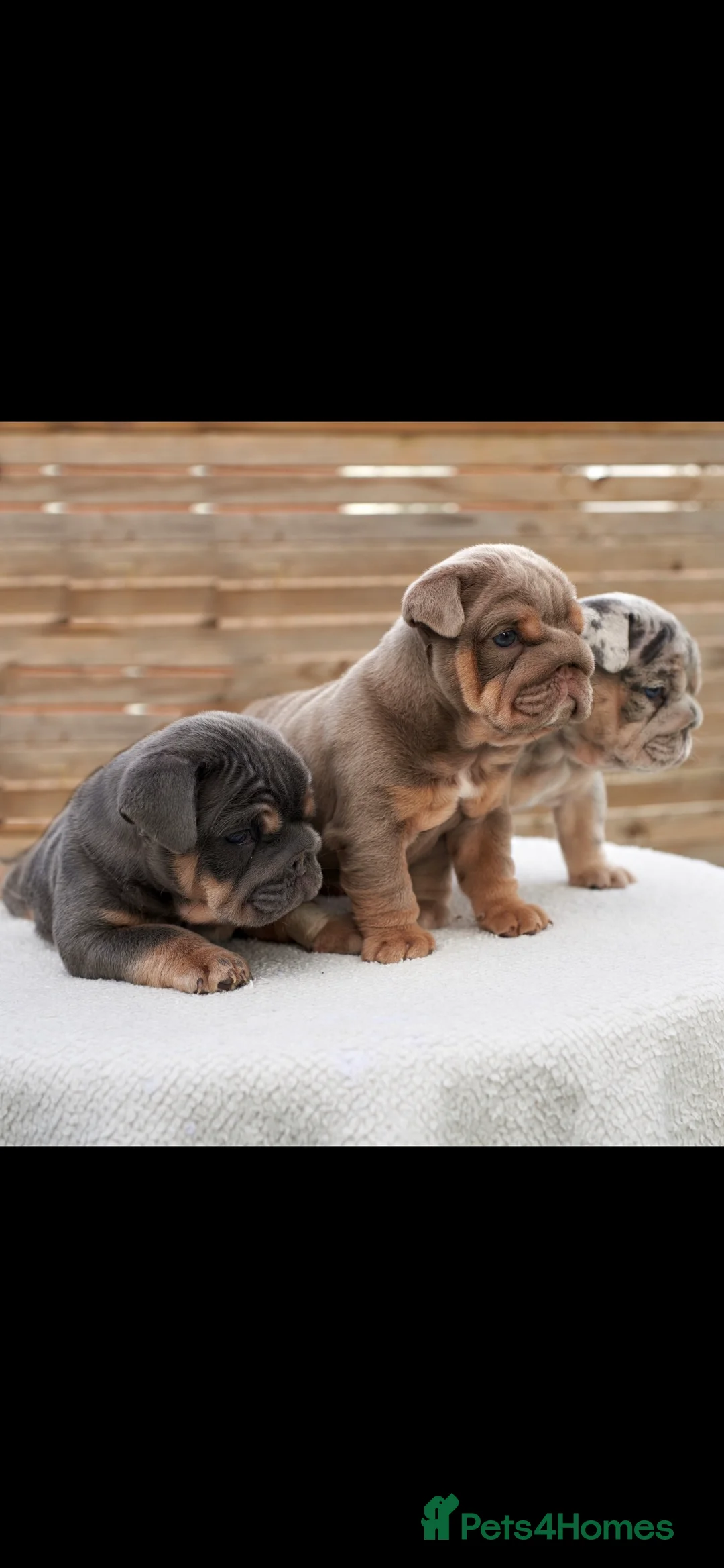 English Bulldog dogs for stud: Blue and Tan English Bulldog in Manchester - Advert 6