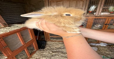 Mini Lop rabbits - Advert 2