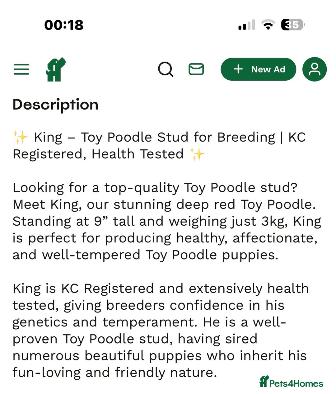 Toy Poodle dogs for sale: Stunning Deep Red Toy poodle puppies  - Advert 13