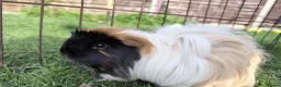Guinea Pig rodents for sale: Female guinea pig pair  - Advert 2