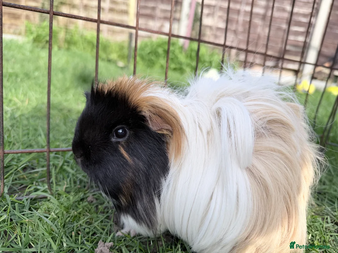 Guinea Pig rodents for sale: Female guinea pig pair  - Advert 2