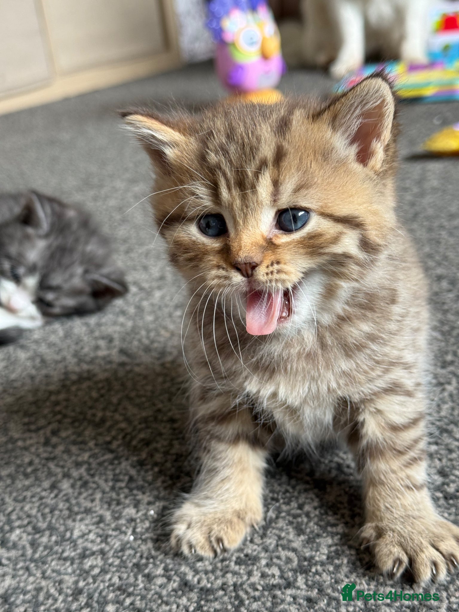 British Shorthair cats Male BSH golden tabby  - Advert 17