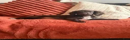 Cockapoo dogs for sale: Female F1 Cockerpoo ready to go  - Advert 6