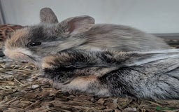 English Lop rabbits for sale: Beautiful baby bunnies  - Image 9