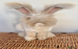 Angora rabbits for sale: Fully Vaccinated Pedigree Angoras  - Image 1
