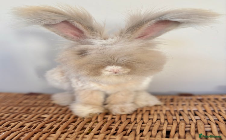 Angora rabbits - Advert 2