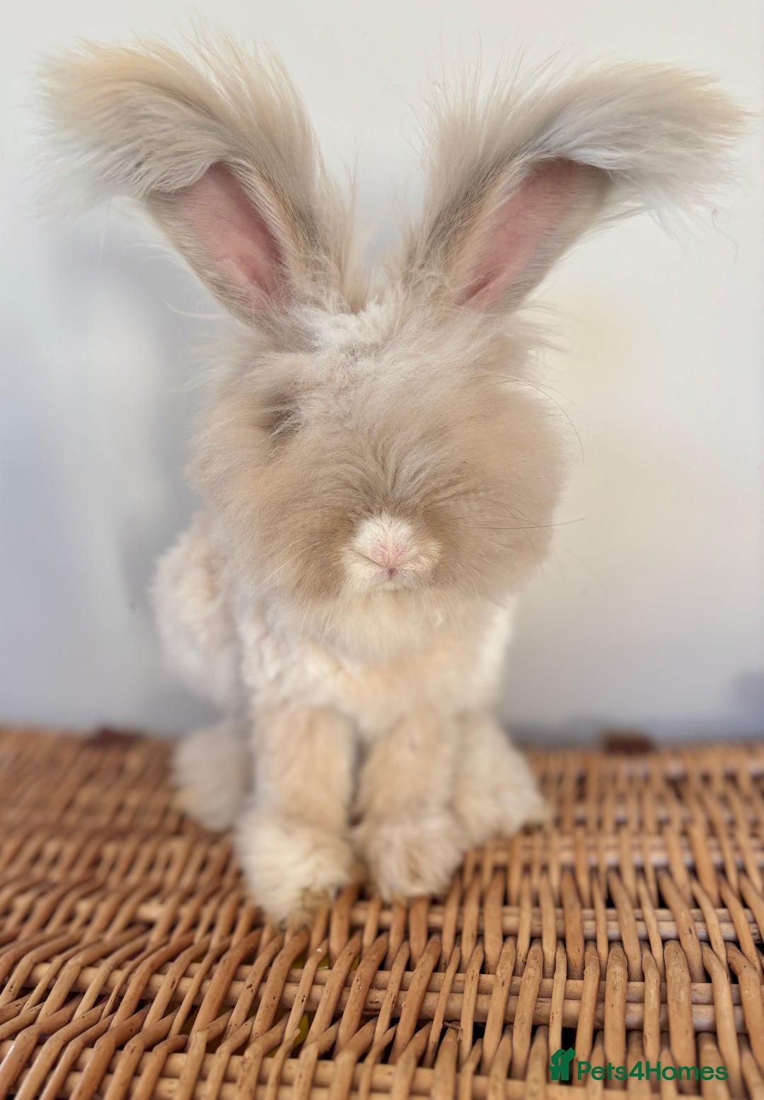 Angora rabbits for sale: Fully Vaccinated Pedigree Angoras  - Image 1
