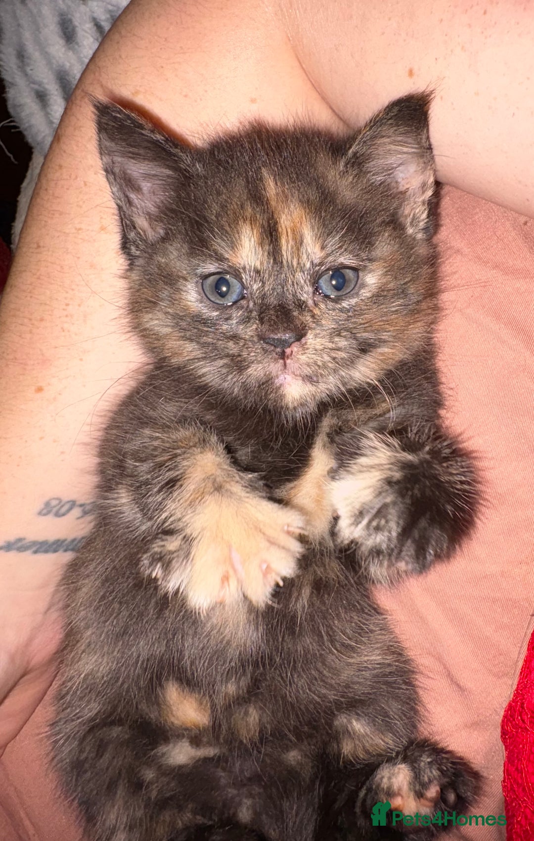 Mixed Breed cats for sale: Kittens for sale (ALL GONE NOW)  - Advert 25