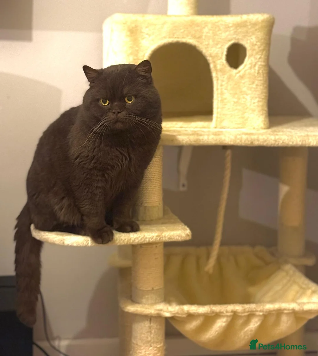 British Shorthair cats for sale:  Beautiful British shorthair  - Advert 7