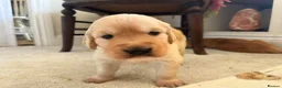 Golden Retriever dogs for sale: Golden Retriever Pup's for sale. - Advert 13